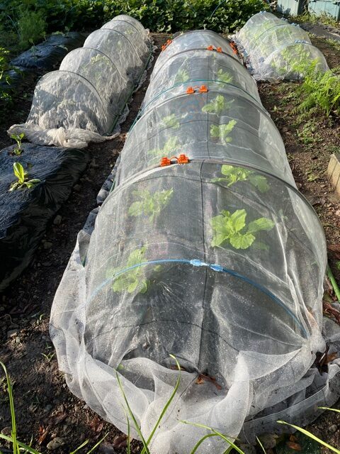 野菜のトンネル栽培 防虫ネット張りの道具とやり方のまとめ